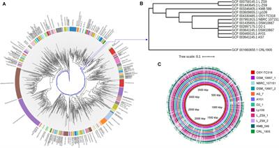 Genome-Guided Mass Spectrometry Expedited the Discovery of Paraplantaricin TC318, a Lantibiotic Produced by Lactobacillus paraplantarum Strain Isolated From Cheese